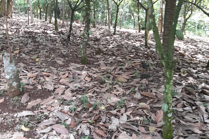 1 Day cocoa farm tour - Cocoa Farm Tour Key Highlights (Asamankese, Lunch, and Cocoa Tasting)