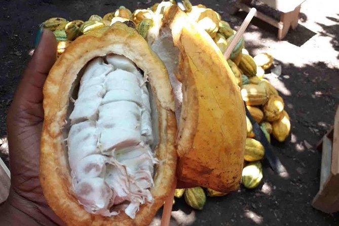 1 Day cocoa farm tour - Asamankese Cocoa Farm Time: What You’ll See Up Close