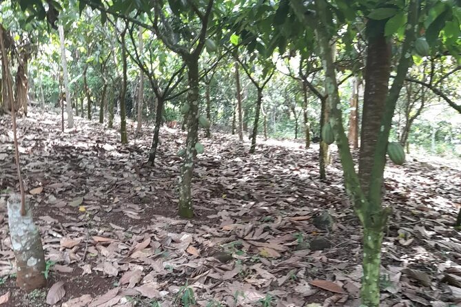 1 Day cocoa farm tour - Ghana’s Cash Crop in Real Life: Rural Living and Farm History
