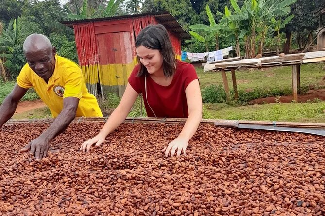 1 Day cocoa farm tour - From Pods to Cocoa Beans: The Harvest and Drying Story
