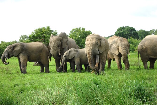 15-Day Ghana Wildlife Private Tour - Key highlights you should know before you go