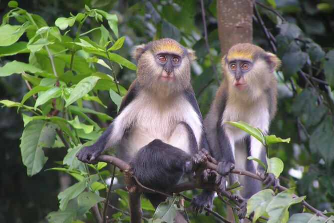 15-Day Ghana Wildlife Private Tour - Entering Ghana wildlife mode: Accra, Shai Hills, and the bat cave start