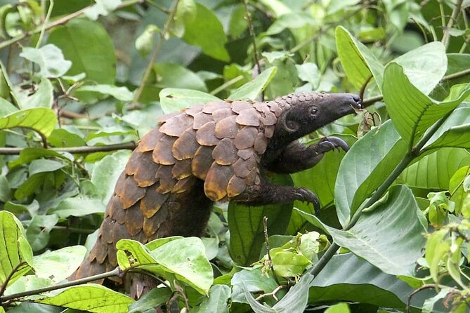15-Day Ghana Wildlife Private Tour - Days 11 to 14 at Mole National Park: escarpment views and spotlighting for the elusive