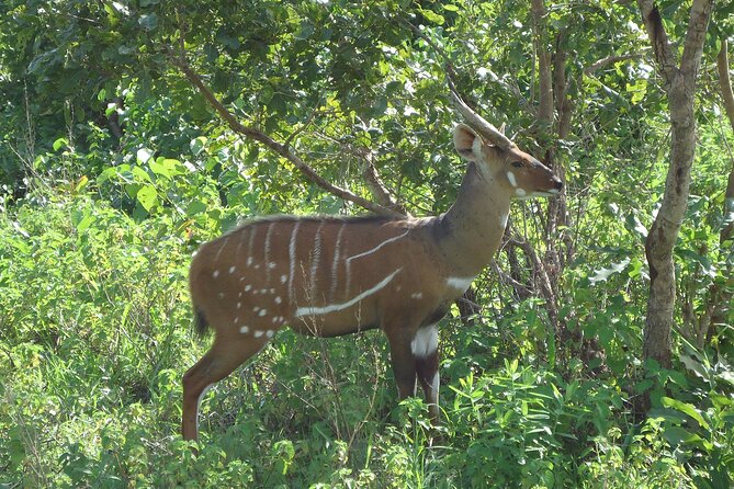 15-Day Ghana Wildlife Private Tour - Mammal reality check: how this trip improves your odds without promising miracles