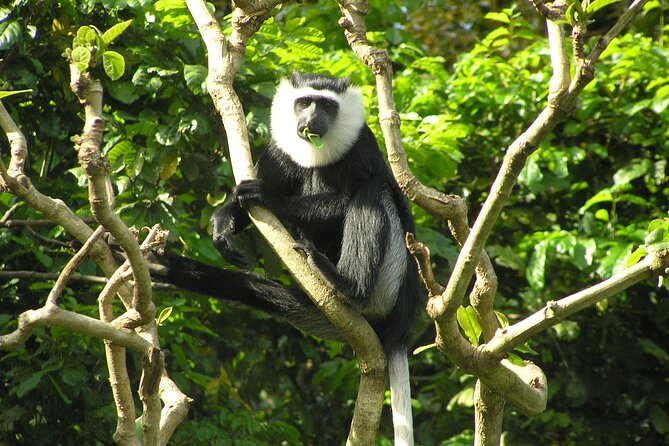 15-Day Ghana Wildlife Private Tour - Price and logistics: what $4,995 really covers