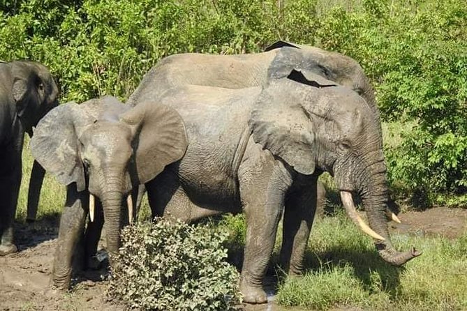 2 Days (1 night) Elephants Safari at Mole Park with Round - trip flights - Key highlights you should know before you go