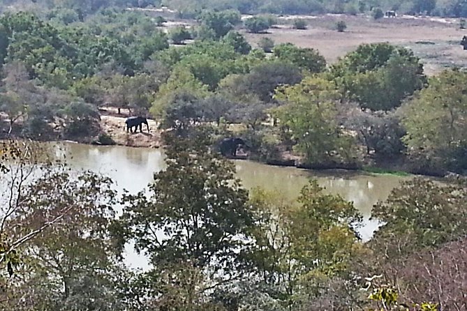 2 Days (1 night) Elephants Safari at Mole Park with Round - trip flights - Mole National Park: why the elephants feel close