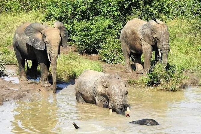 2 Days (1 night) Elephants Safari at Mole Park with Round - trip flights - Village life and shea butter processing: culture beyond the game drive
