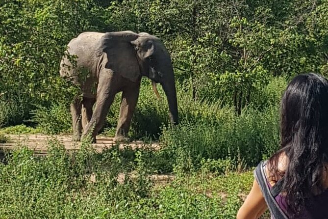 2 Days (1 night) Elephants Safari at Mole Park with Round - trip flights - Heat, timing, and what to pack for walking and jeep time