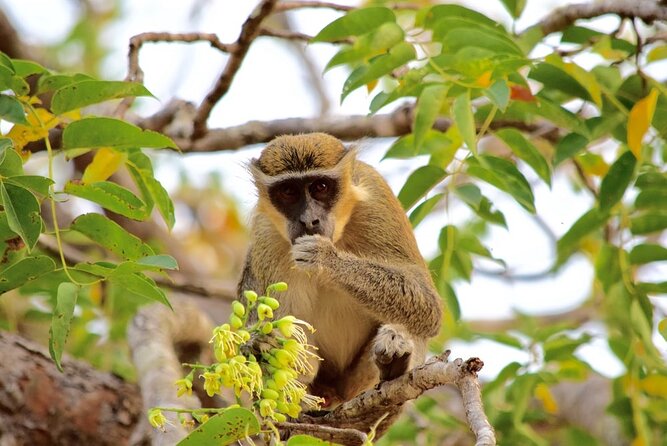 2Days private explore volta region - Akosombo Hydro Plant: the boat ride and the birdwatching edge