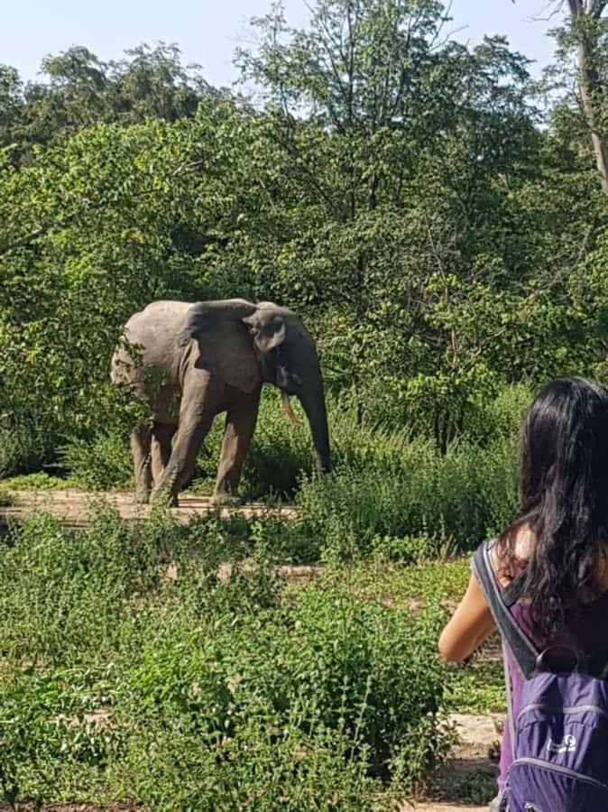 3 Days Elephant Safari at Mole Park with round trip flights - Key moments worth planning for