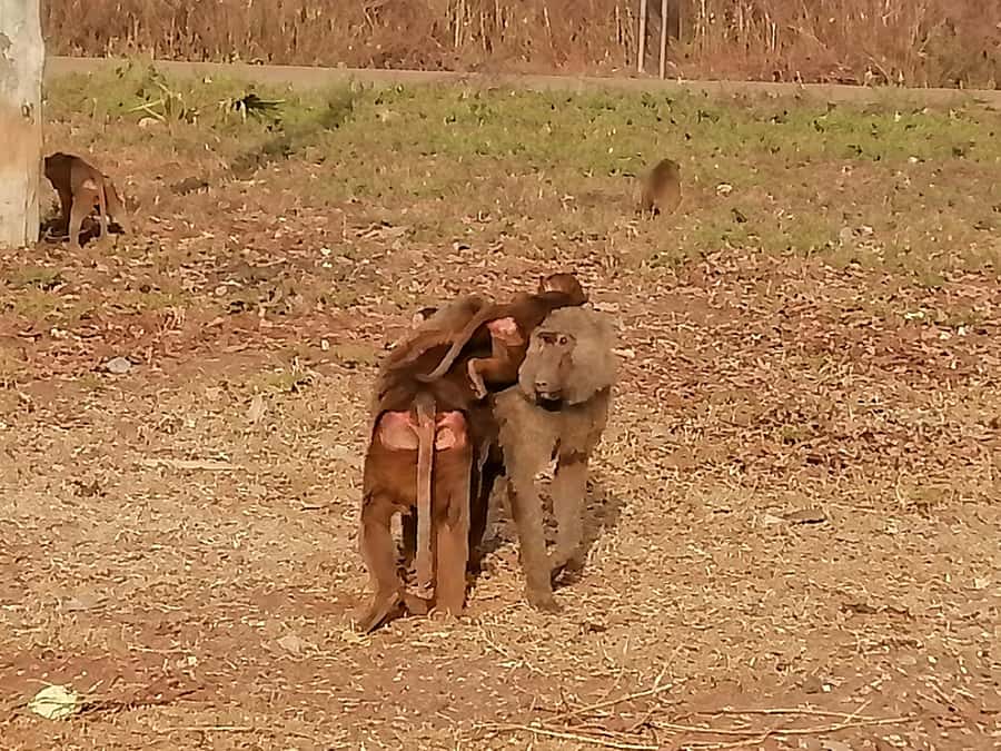 3 Days Elephant Safari at Mole Park with round trip flights - Day 2 safari hiking: jeep plus walking for elephants, baboons, and antelopes