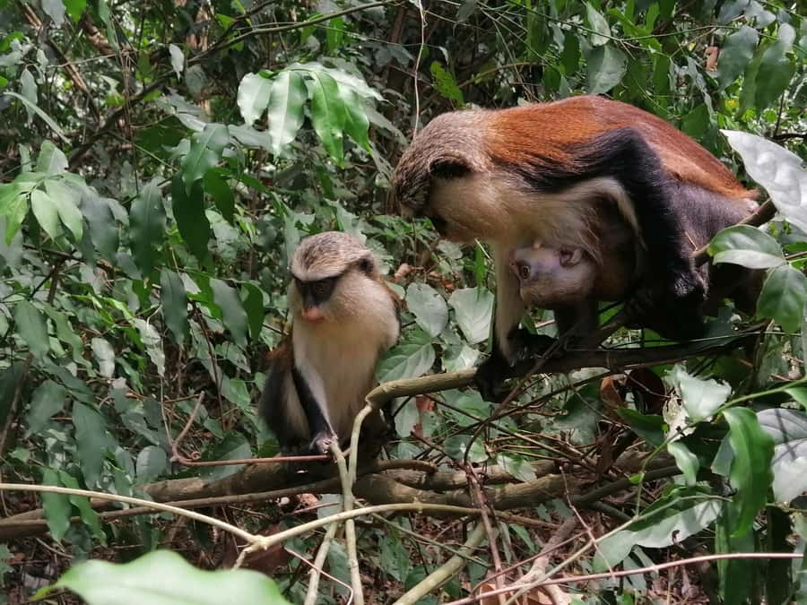 3 Days Elephant Safari at Mole Park with round trip flights - Shea butter workshop: you’ll watch the process, then decide what to do