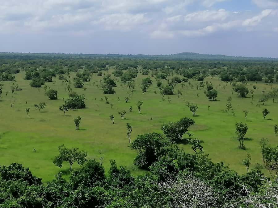 3 Days Elephant Safari at Mole Park with round trip flights - Price and value: what you are paying for at $1,100 per person
