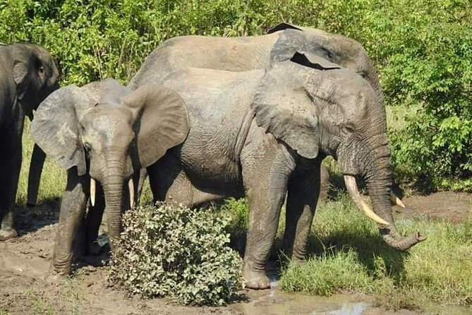 3 Days Elephants Safari at Mole Park with Round - trip flights - Day 1 in Mole National Park: Savannah lunch and Larabanga Mosque