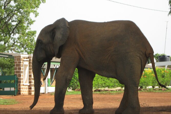 3 Days Elephants Safari at Mole Park with Round - trip flights - How the schedule feels day by day