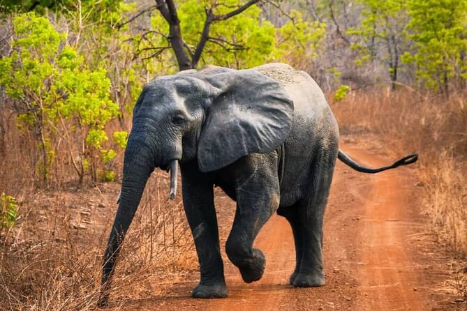 3 Days Sunrise Elephant Safari-Mole Park with -Round Trip Flight - Price and logistics: is $780 good value for this mix?