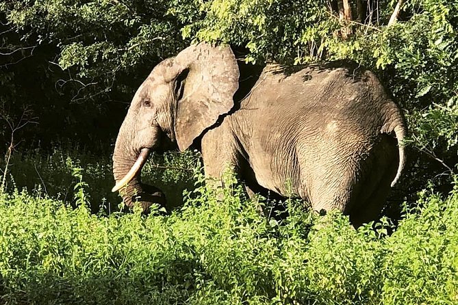 3 Days Sunrise Elephant Safari-Mole Park with -Round Trip Flight - Comfort, pace, and wildlife etiquette for a better Mole day