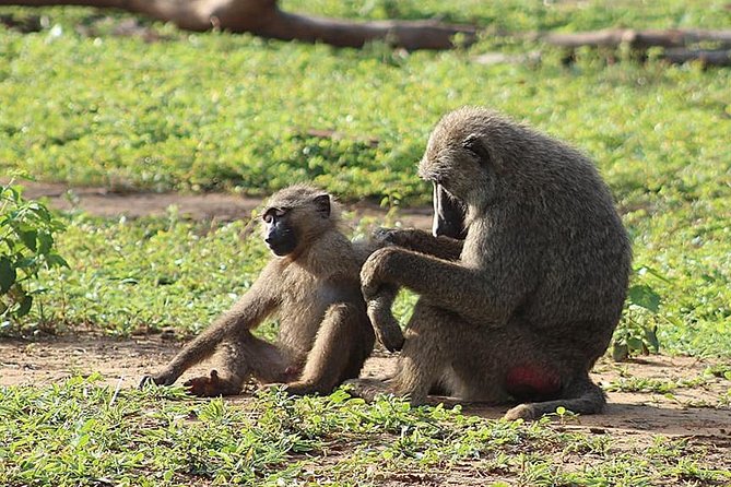 3 Days Sunrise Elephant Safari-Mole Park with -Round Trip Flight - The Mole National Park drive, lunch with views, and a sunset Jeep plan