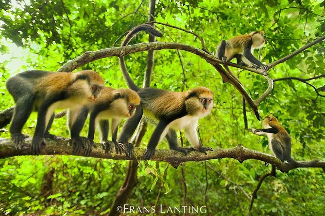 4 Days Cultural and Village Stay Experience - Boabeng-Fiema: watching monkeys without turning it into a circus
