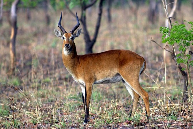9 Day Ghana Wildlife and Culture Tour - Kumasi crafts: Asante shrines, Kente weaving, adinkra symbols, and brass casting