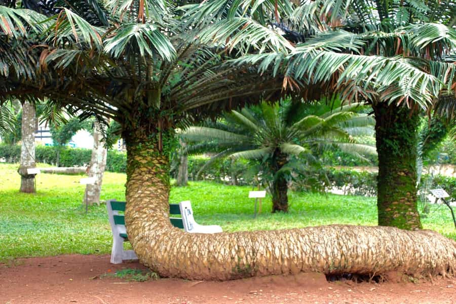 Accra Aburi Eco & Cocoa Experience: Gardens Waterfall &Lunch - Aburi Botanical Gardens Walk and a Waterfall Break