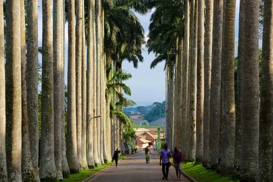 Accra Aburi Eco & Cocoa Experience: Gardens Waterfall &Lunch - Tetteh Quarshie Cocoa Farm, Where Ghana’s Cocoa Began