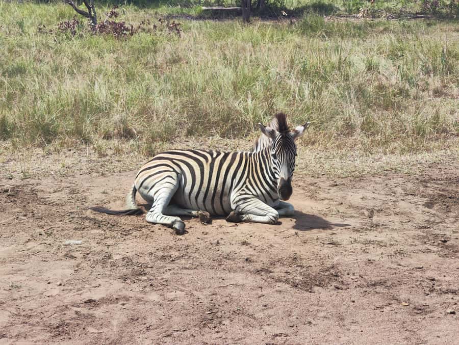 Accra: Half day private safari with pick up - Key things to know before you go
