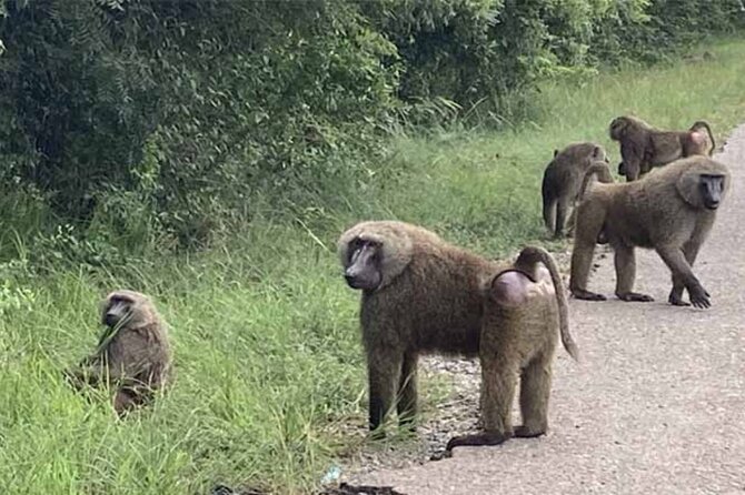 Accra Safari at Shai Hills and Boat Cruise + Cedis Beads - Atimpoku and the Bridge View Hotel: Volta Lake Views That Reset Your Brain