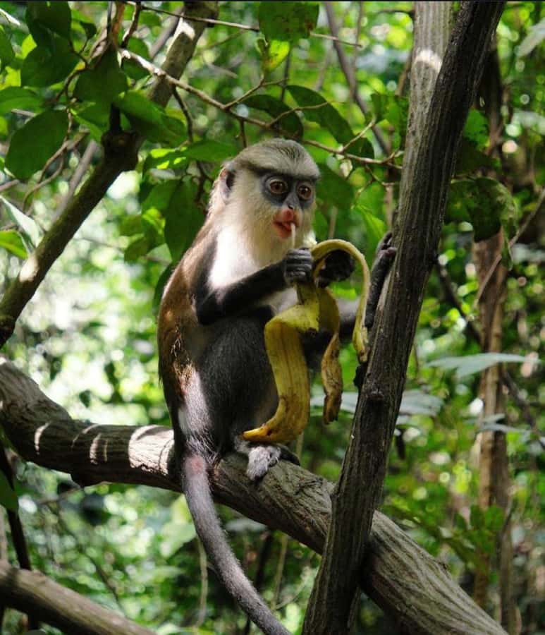 Accra: Tafi Kente Village, Monkey Sanctuary &Wli Waterfalls - Key things to know before you go
