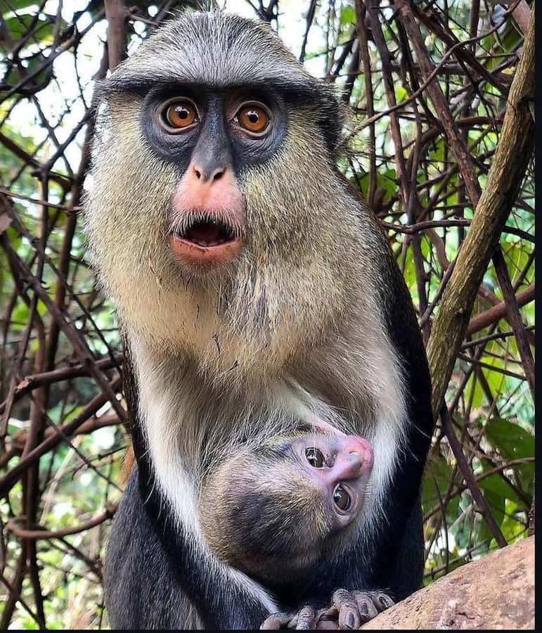 Accra: Tafi Kente Village, Monkey Sanctuary &Wli Waterfalls - Tafi Abuife Kente Village: see the craft up close, maybe try the loom