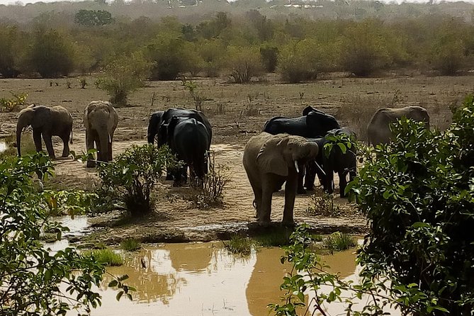 Bird watching tours , cultural and historical tours of Ghana. - Sakumono: shore birds and savanna species in one day