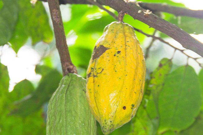 Escape Accra City to Aburi Gardens and Tetteh Quarshie Cocoa Farms - Getting out of Accra: the private AC vehicle, pickup, and timing