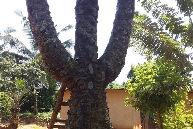 Experience Aburi Botanical Gardens And Boti Water Falls In A Day. - The Real Value of the $180 Price Tag