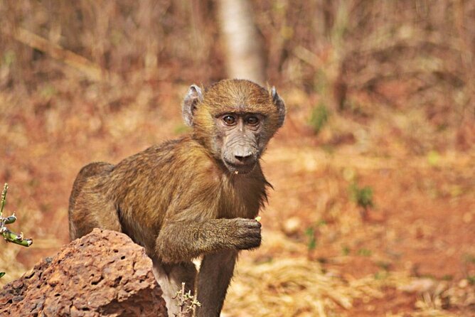 Full-Day Accra Safari and Boat Cruise Private Tour - Private tour perks: pickup, drop-off, and guides with personality