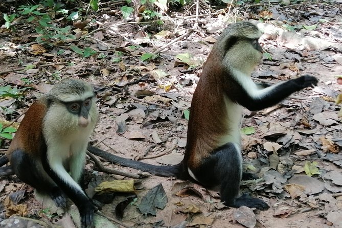Full-Day Wli water Falls and Monkey Sanctuary Private Tour - Why This Volta Day Trip Starts Around 5:30 am