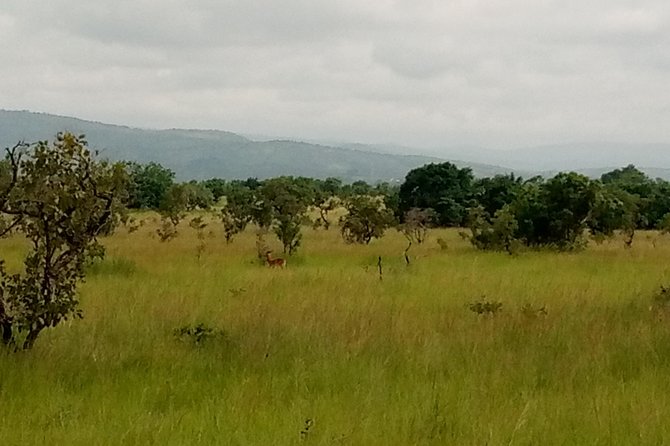 Half-day Accra Safari Tour - How the guide and ranger shape the experience