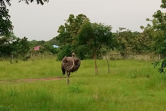 Half-day Accra Safari Tour - Price and value: is $162.06 per person a smart deal?