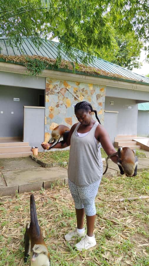 Hike Mount Afadjato and Visit Wli Falls and Monkey Sanctuary - Tafi Atome Monkey Sanctuary and Cultural Village: conservation you can see