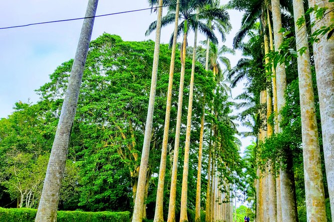 Nature Thrills - Aburi, Cocoa, and Waterfalls: A Simple Route That Shows Real Ghana Nature