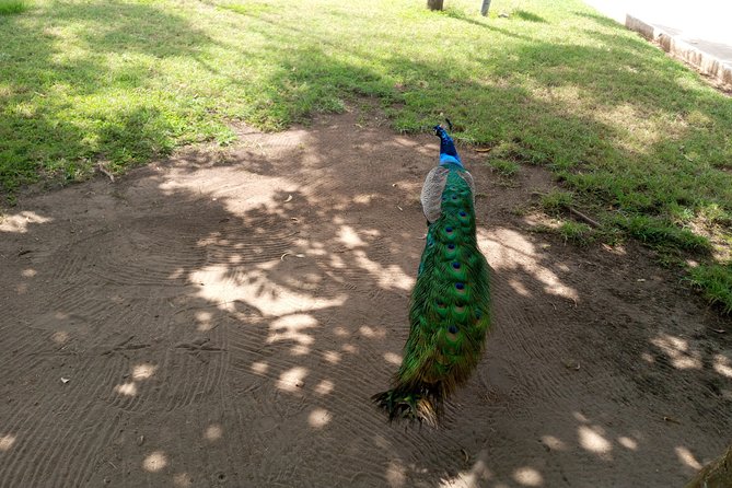 Nature Thrills - Aburi Botanical Gardens: your guided plant walk with real context