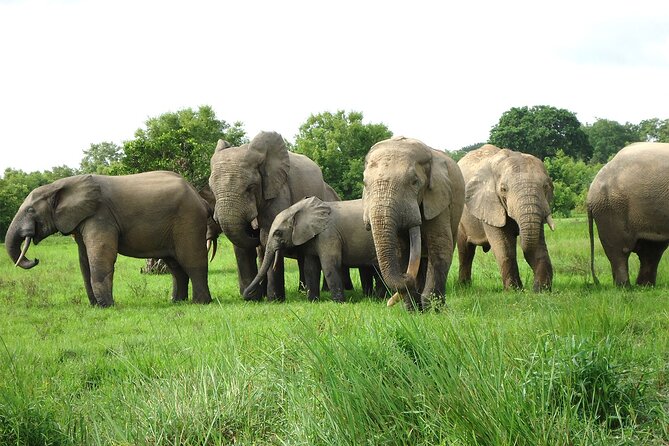 Private Multi-Day Ghana Tour about Culture History and Wildlife - 7 Days - Aburi Botanical Gardens and TK Beads: Nature Views and Everyday Symbols