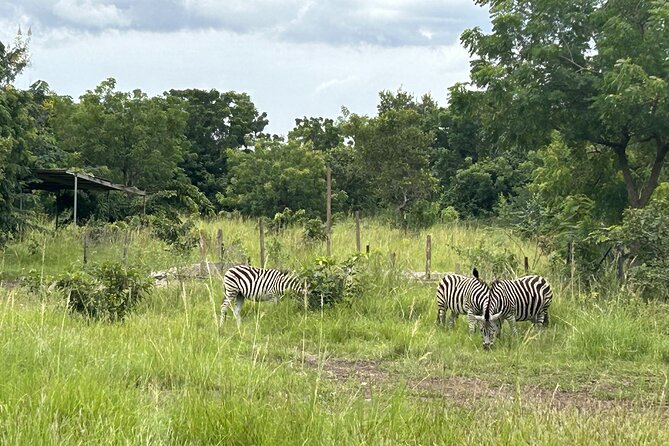 Shai Hills Safari - Hike & See Animals - Birdwatching, the turaco bonus you’ll want to know about