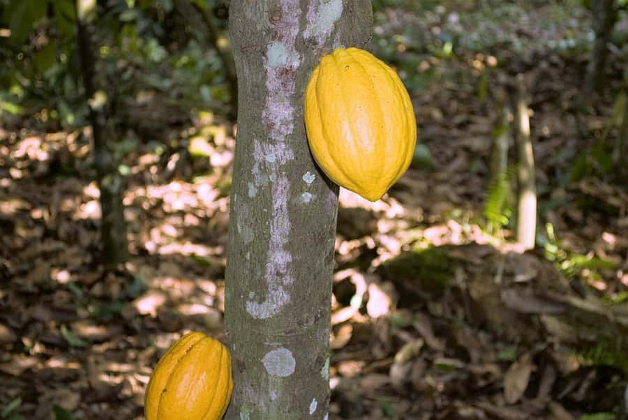 Visit Aburi Garden, Tetteh Quarshie Cocoa Farm & Waterfall - How the day trip works, start to finish from Accra