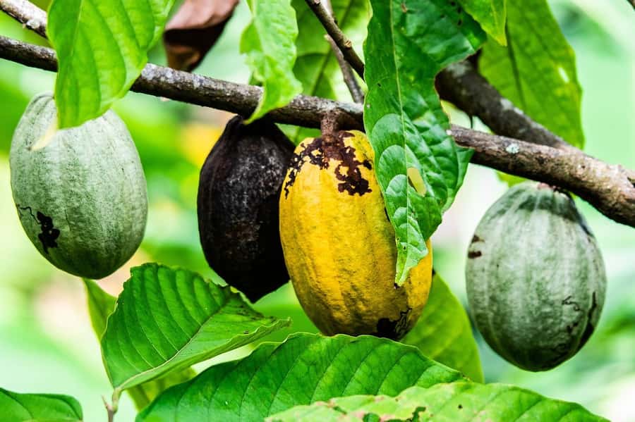 Visit Aburi Garden, Tetteh Quarshie Cocoa Farm & Waterfall - Aburi Botanical Gardens: cool air, plant collections, and hilltop views